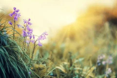 Primavera